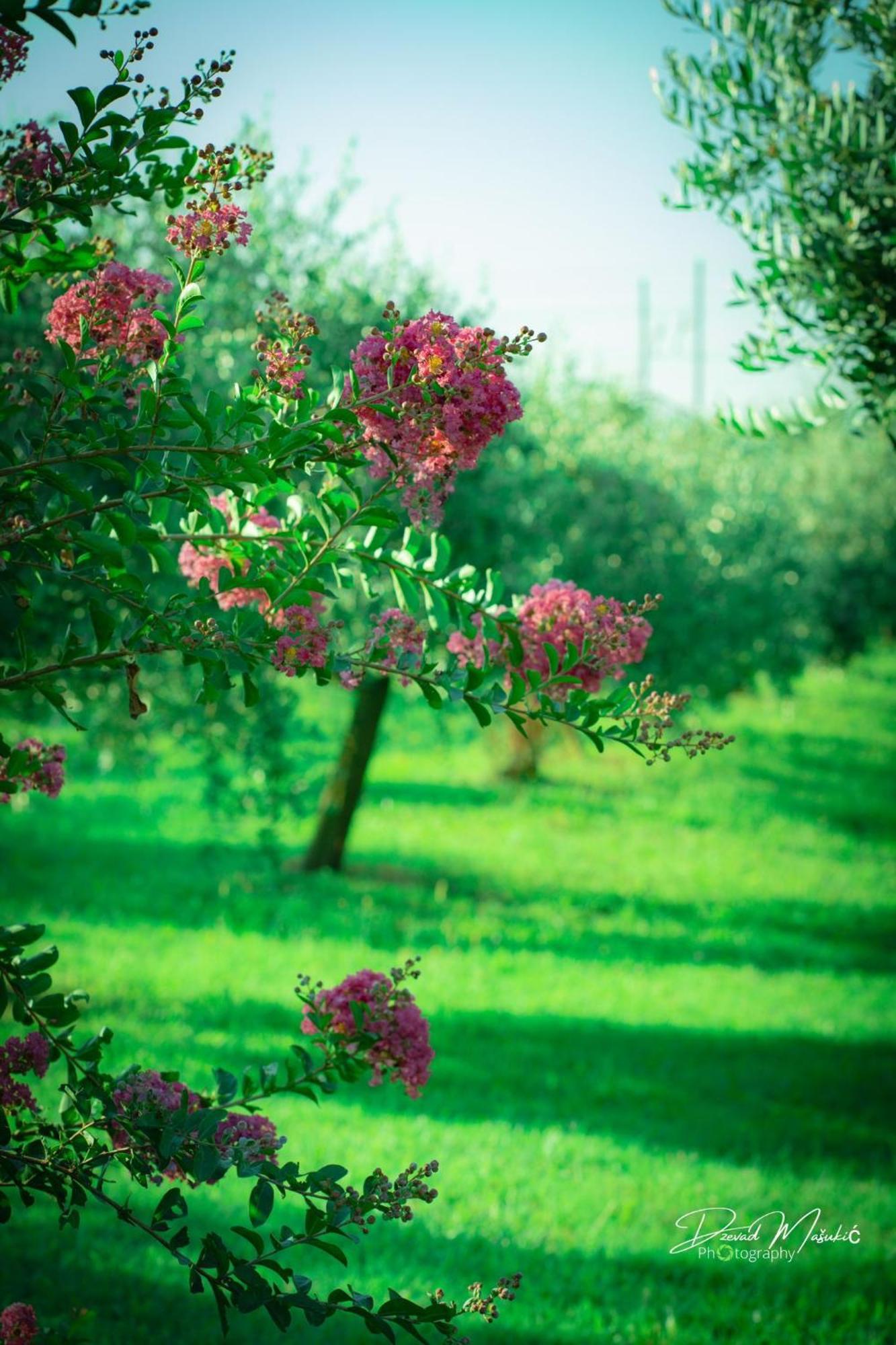 Agriturismo Olistella Palazzolo dello Stella Eksteriør billede